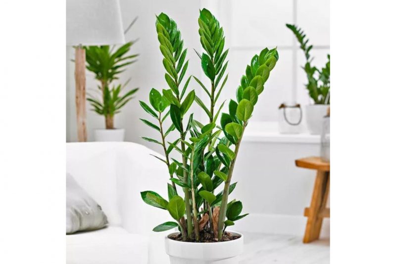 quais plantas vivem na sombra