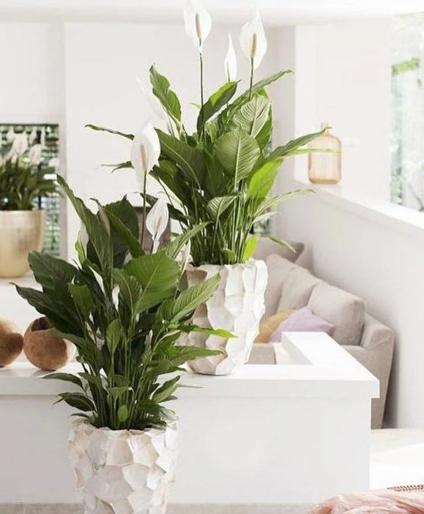 plantas para locais escuros