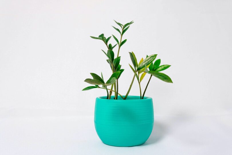 plantas que precisam de pouca luz