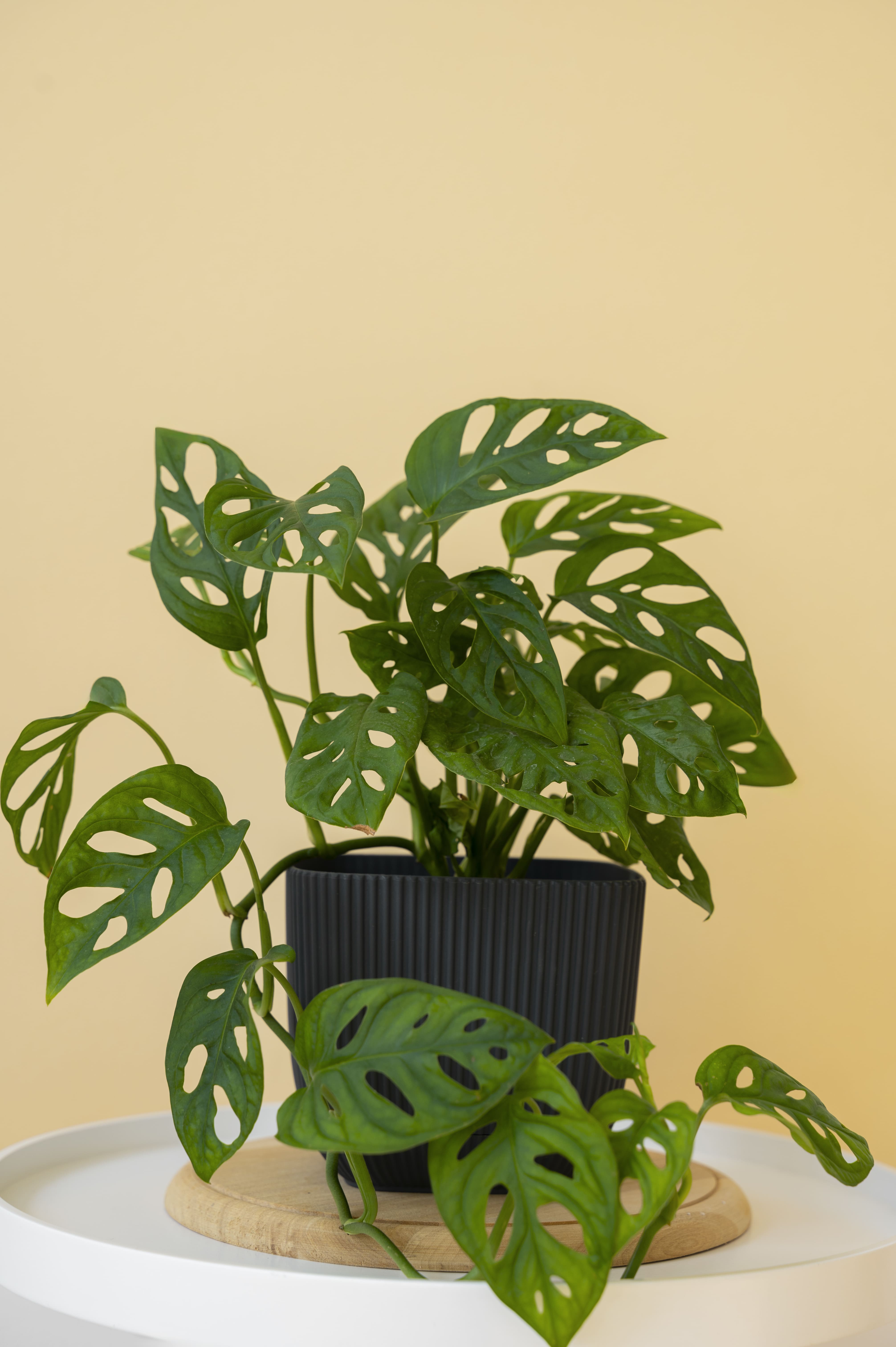 plantas de interior fáceis de cuidar