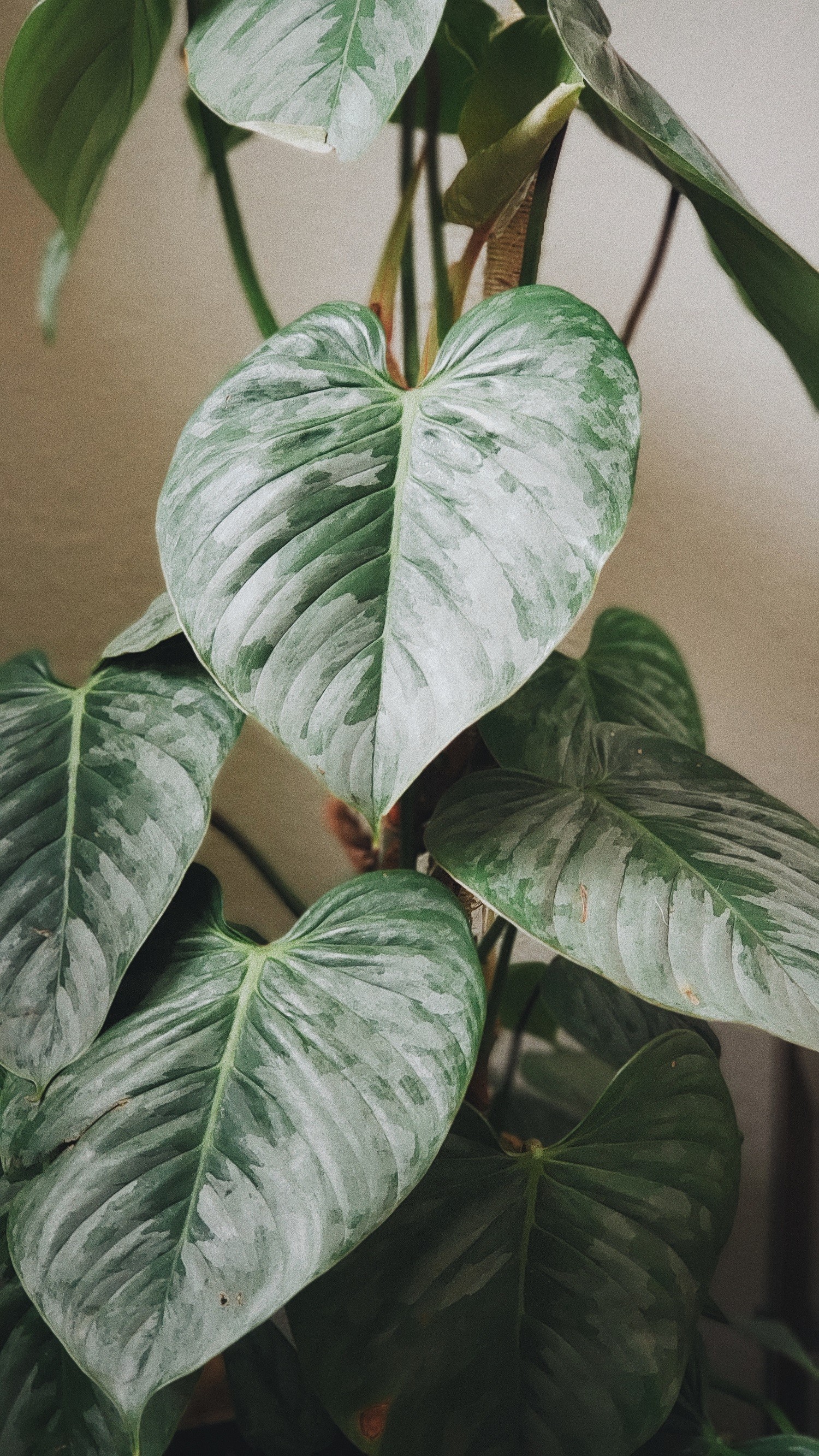 plantas para apartamento sem sol
