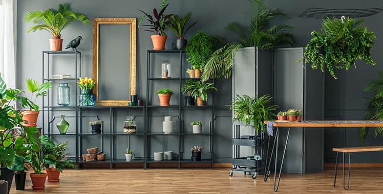 plantas de interior que não pegam sol