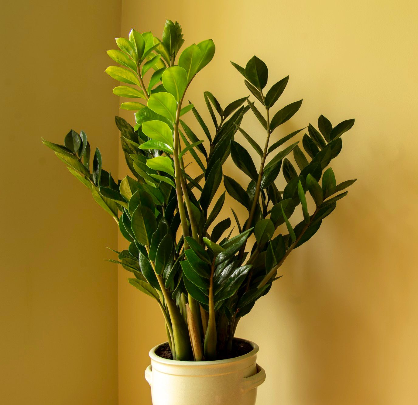 plantas para locais escuros