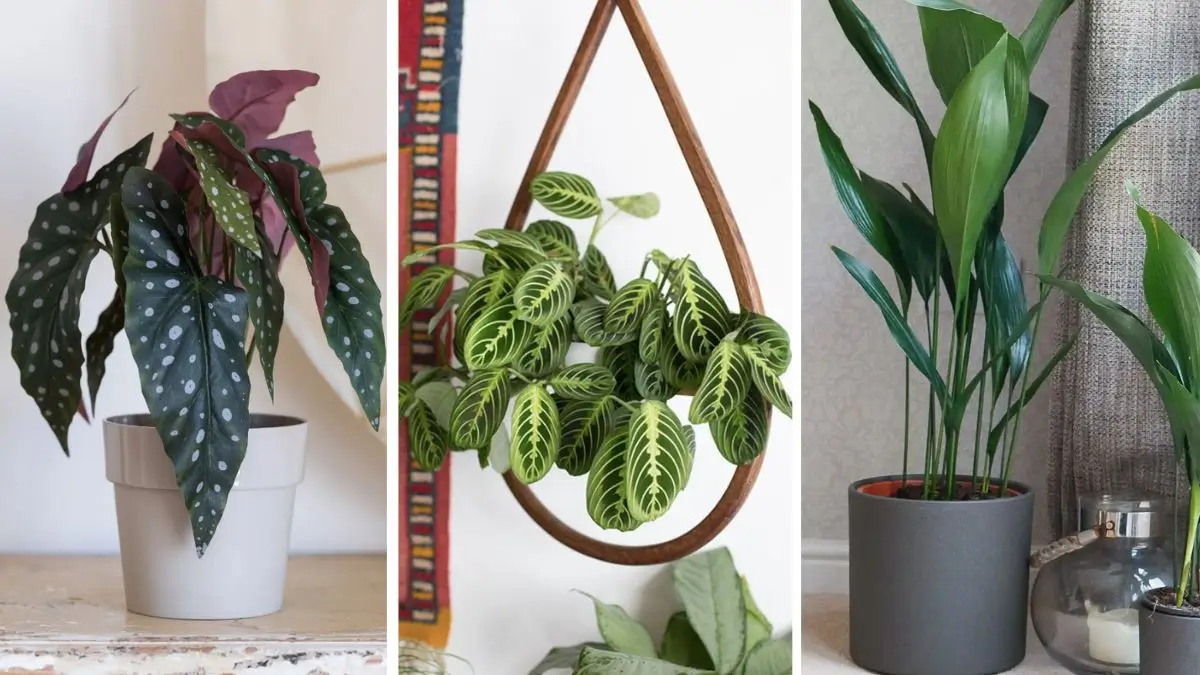 plantas de sombra para sala
