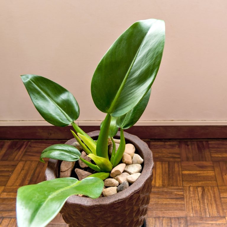 plantas que precisam de pouca luz