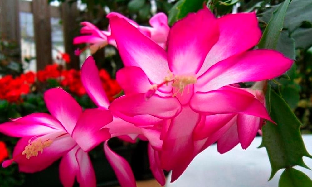 plantas de interior fáceis de cuidar