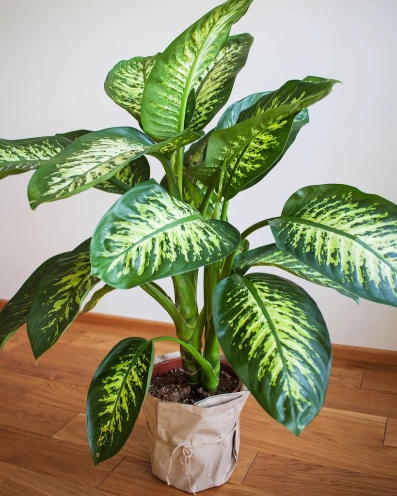plantas para apartamento sem sol