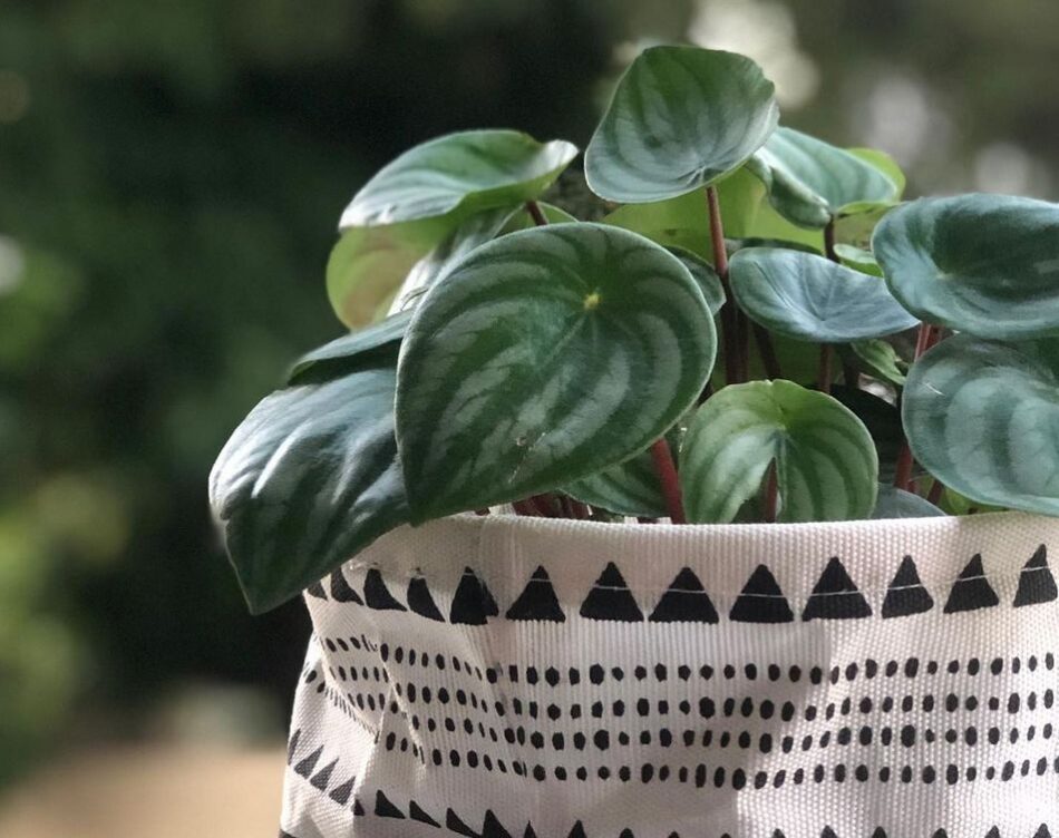 plantas de interior que não pegam sol