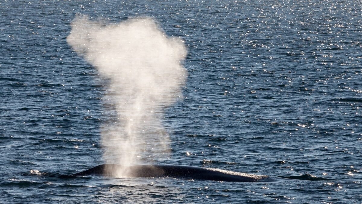 Baleia-azul tem o maior coração do reino animal, com até 200 kg