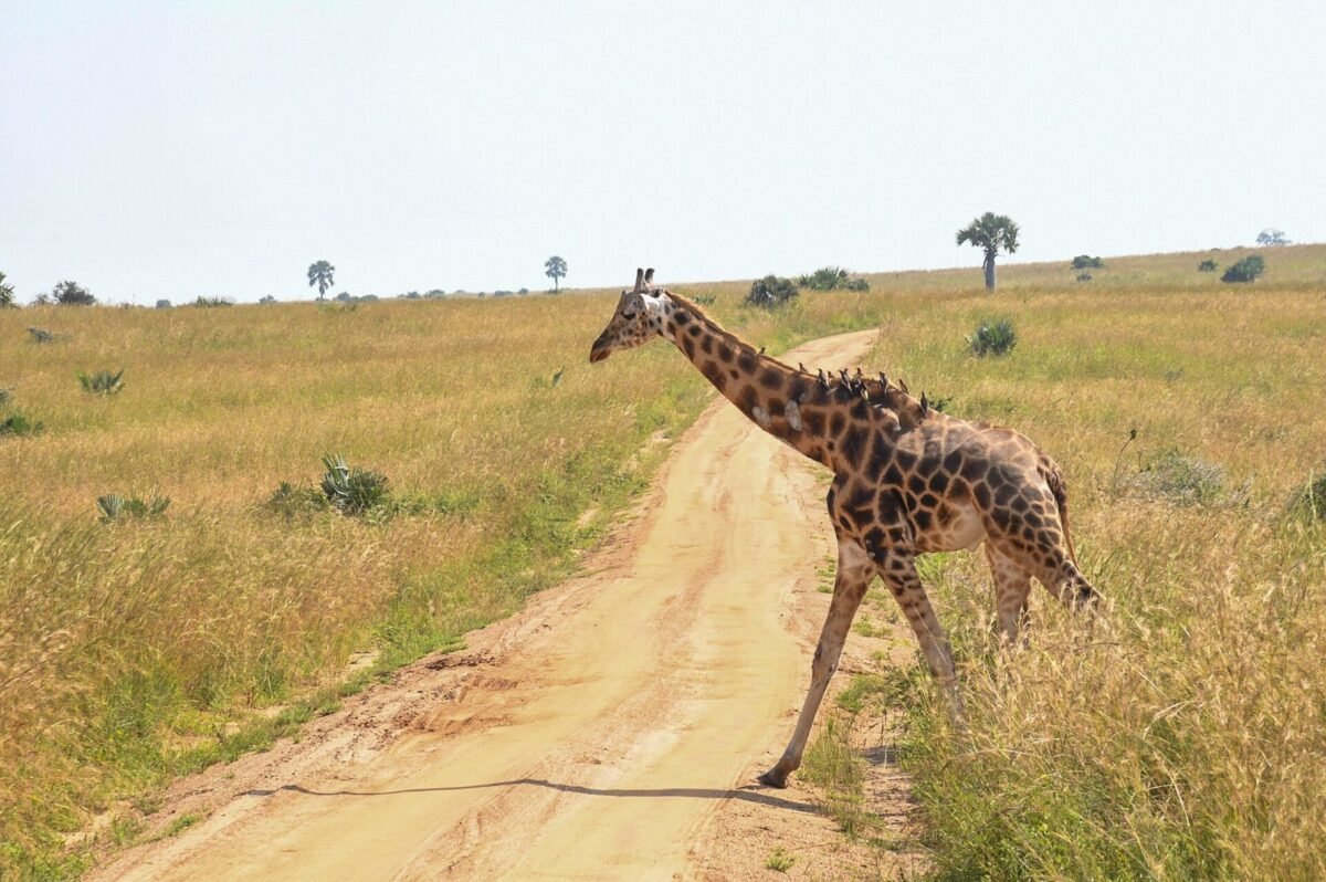 O coração da girafa precisa levar sangue até o cérebro pelo pescoço comprido.