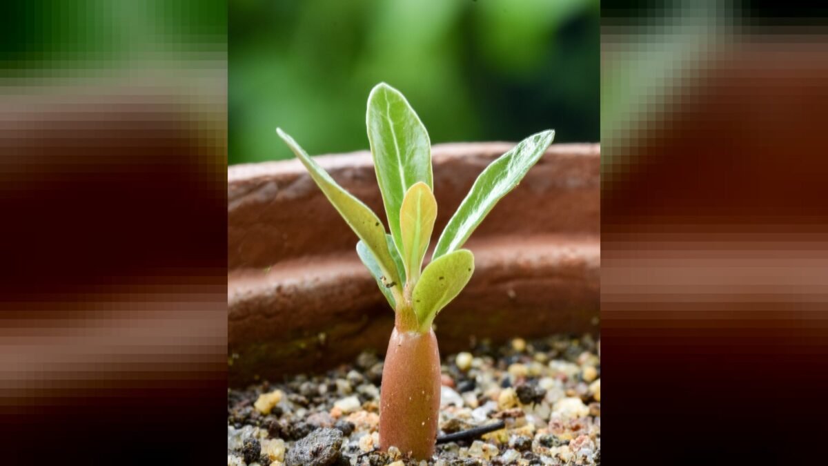 Adenium obesum seedling, 18 days, 33mm high. Uthandi, Chennai, India