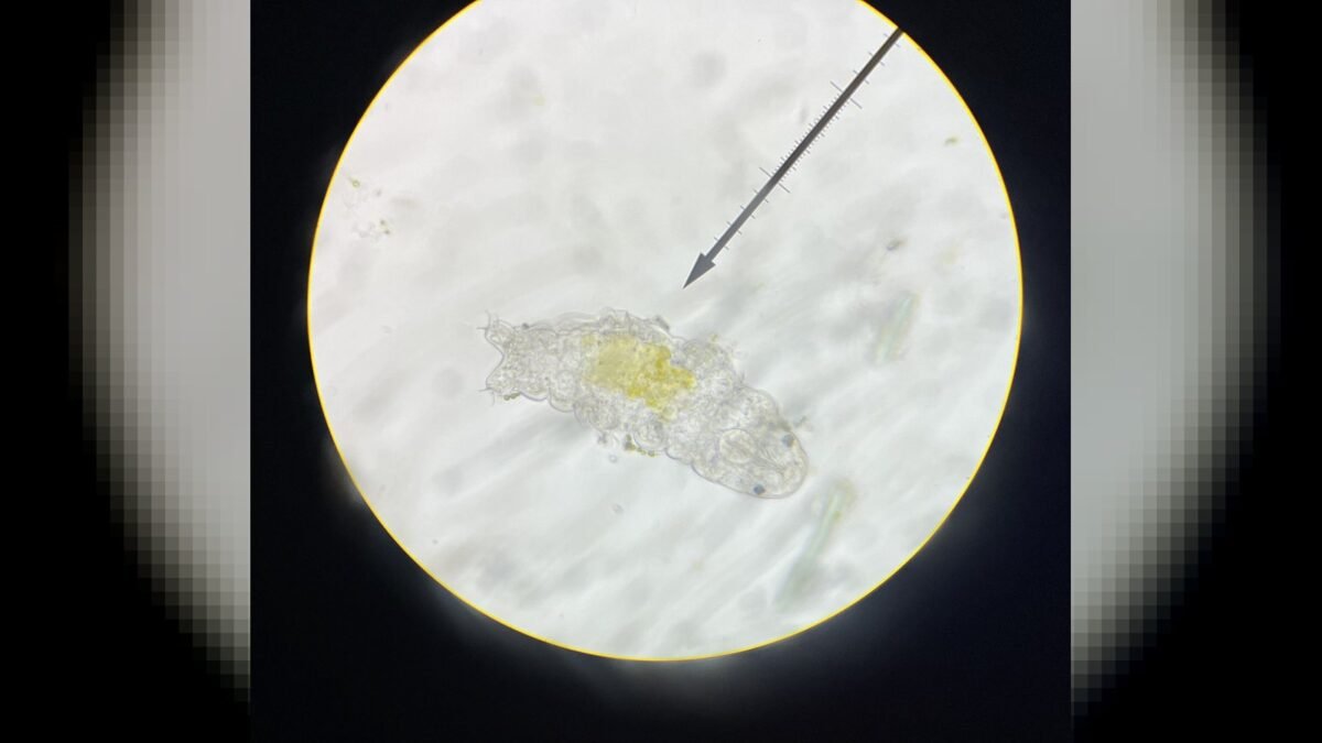 A tardigrade