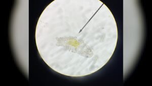 A tardigrade