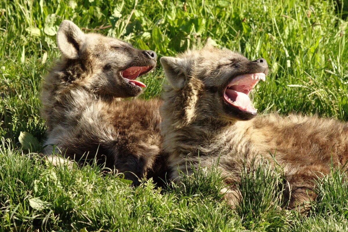 Zoo Osnabrück: Spotted hyena cubs