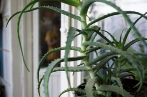Aloe. Indoor plant. House plant. Moscow, Russia.