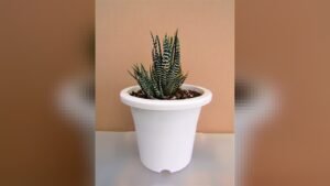 Plant information Zebra plant[1][2] a species of H. attenuata (Haworthiopsis) Location: Yokohama, Kanagawa Prefecture, Japan Characteristics Plant Typ