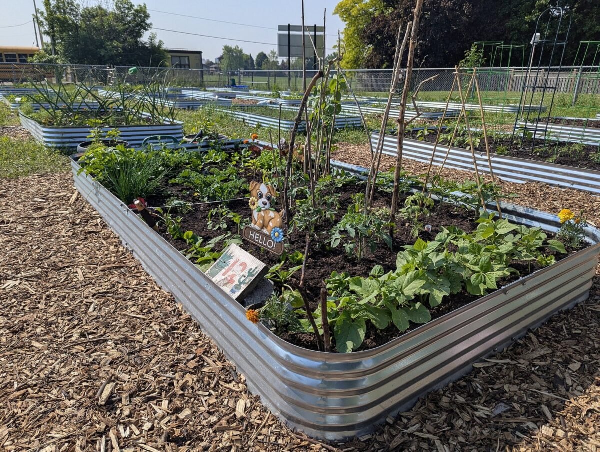 Divisão de plantas perenes no outono ajuda a renovar canteiros densos