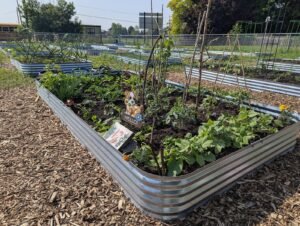 Divisão de plantas perenes no outono ajuda a renovar canteiros densos