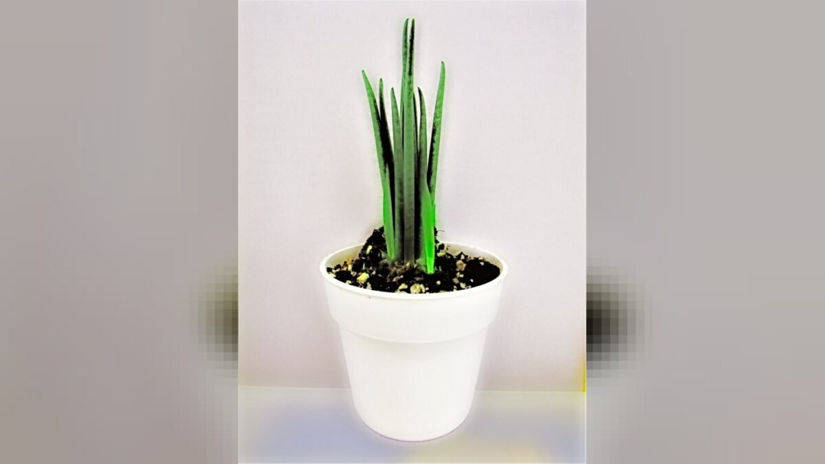 Espada-de-são-jorge no quarto: o que considerar antes de escolher a planta Espada-de-são-jorge no quarto: o que considerar antes de escolher a planta