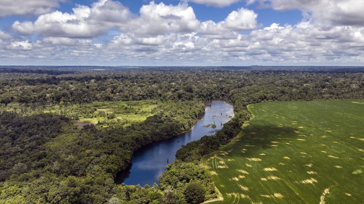 Exportações da cadeia bovina do Pará passam de US$ 1,1 bilhão no semestre Pará