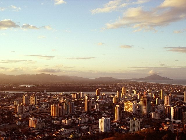 Pau-brasil de quase 50 anos será transplantado para escola em Itajaí Itajaí