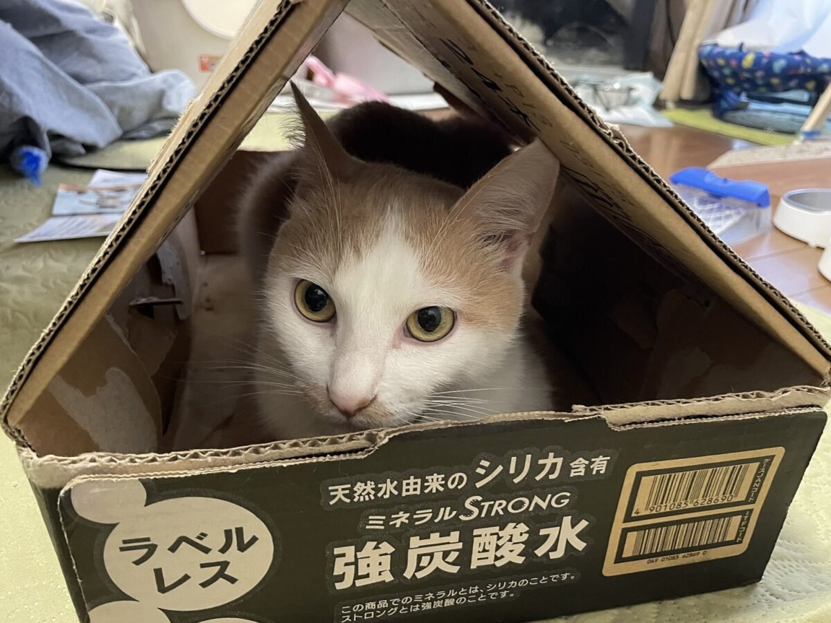 Por que cães escondem comida e gatos procuram esconderijos?