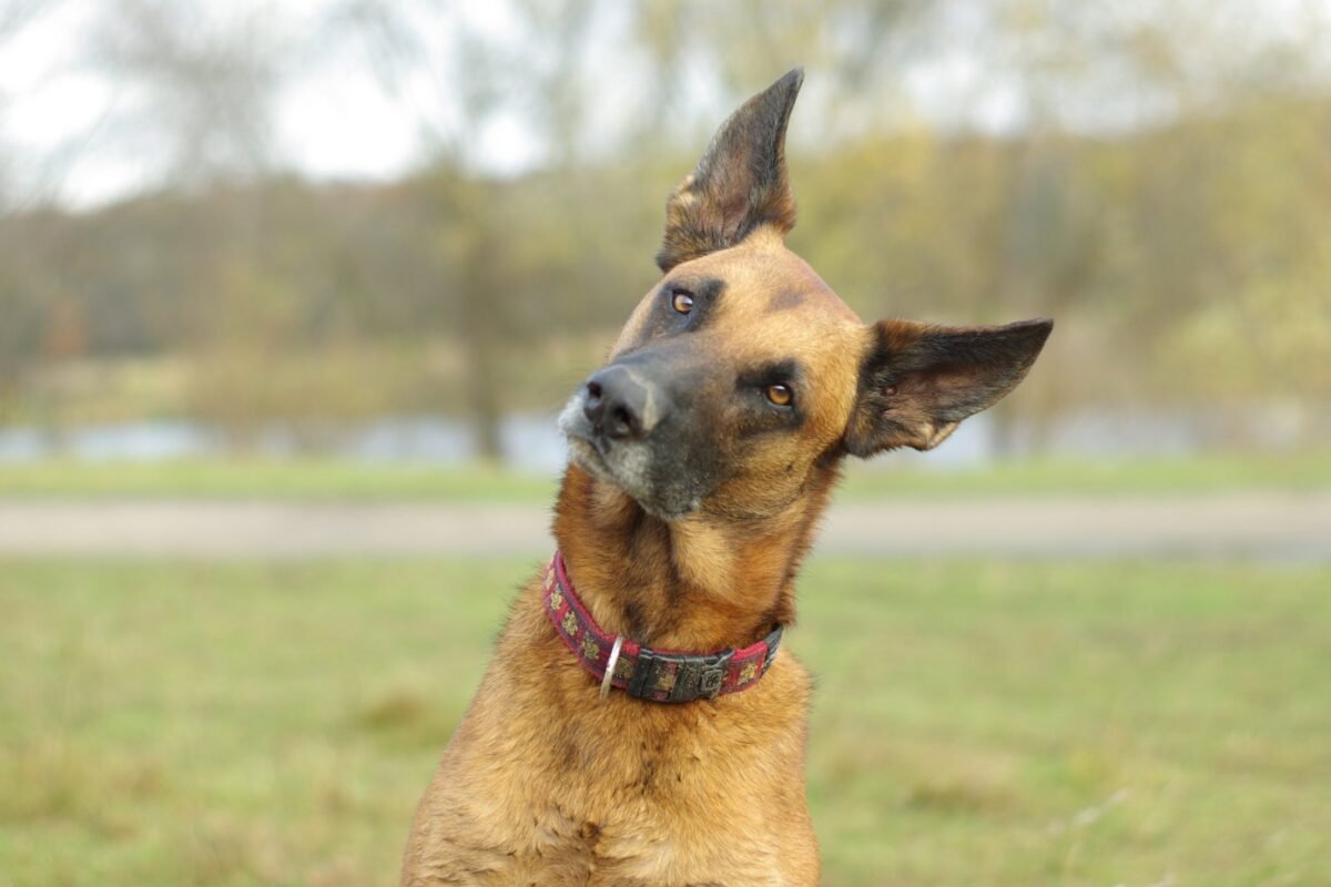Por que cães inclinam a cabeça quando ouvem o tutor?