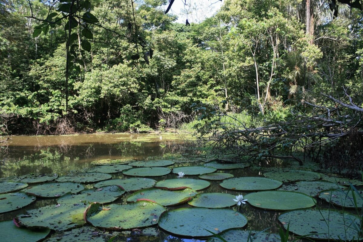 Reserva de Desenvolvimento Sustentável Mamirauá