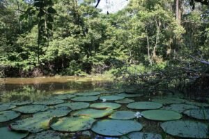 Reserva de Desenvolvimento Sustentável Mamirauá